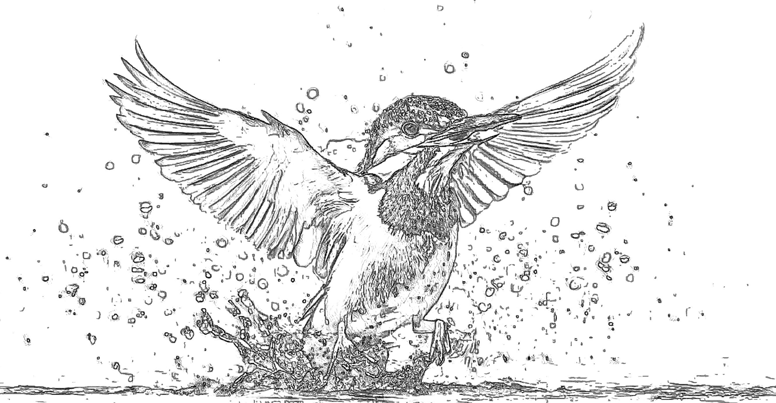 Dessin esquissé d'oiseau volant