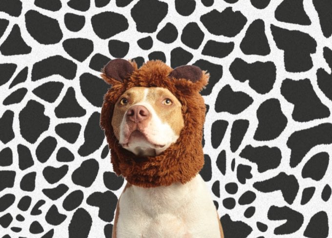 Replace the image background with zebra background